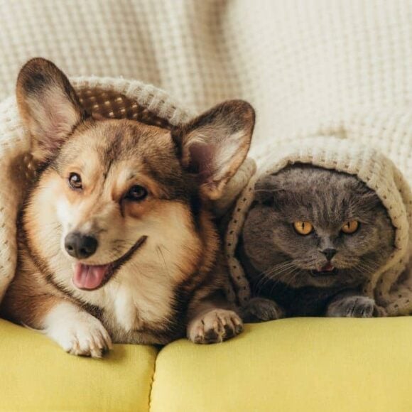 Une aide CAF pour les animaux ? Ce qu’il faut vraiment savoir